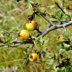 Crataegus x bornmuelleri ZABEL. 